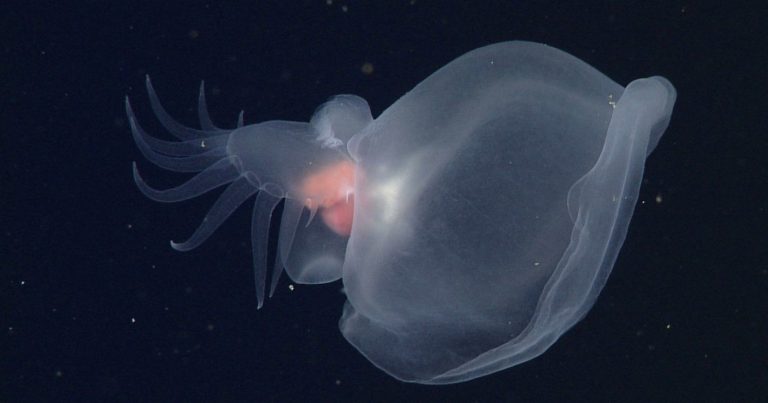 Scientists Capture Footage of Glowing Sea Slug Discovered in ‘Midnight Zone’ of Deep Ocean