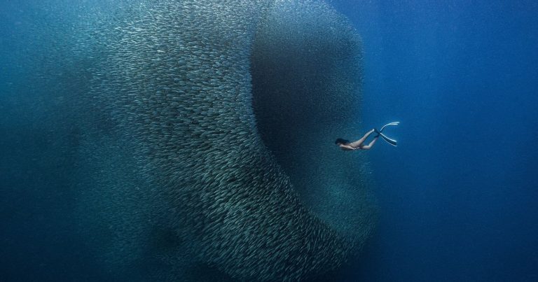 Dazzling ‘Fish Wormhole’ Photo Wins 5th Annual ViewSonic ColorPro Awards