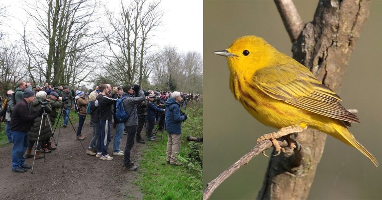 Hundreds of Bird Photographers Gather for Rare American Warbler