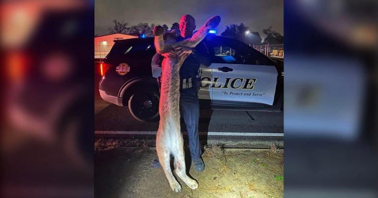 Police Criticized for Mowing Down Mountain Lion and Then Posing for Photo