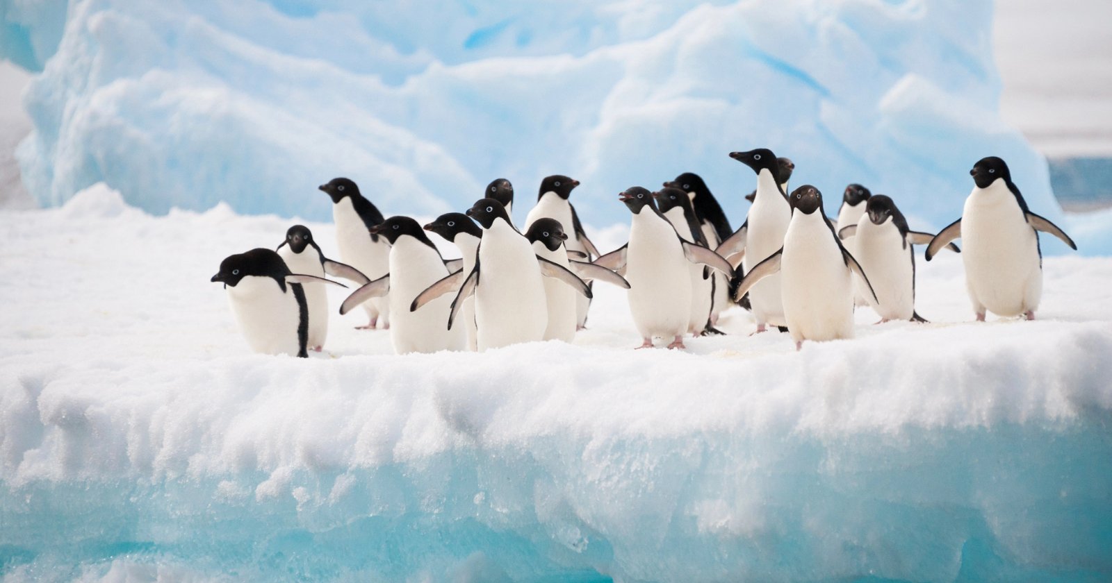 Tourist’s Photos Help Scientists Track Penguins in Antarctica