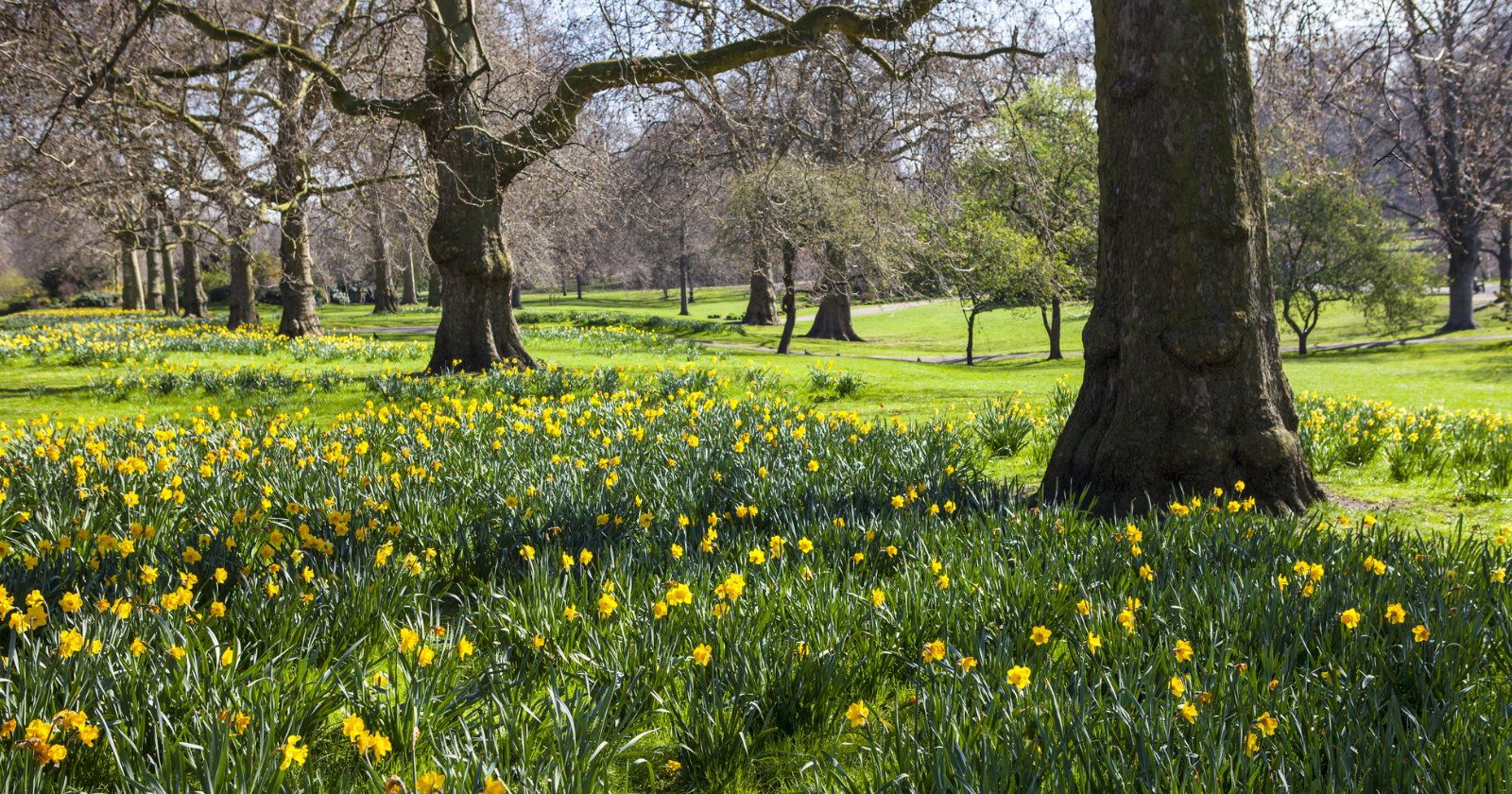 Student Electrocuted While Posing for Photo in Park