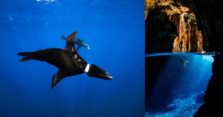 Underwater Photo Competition Reveals Poignant Story of Our Oceans