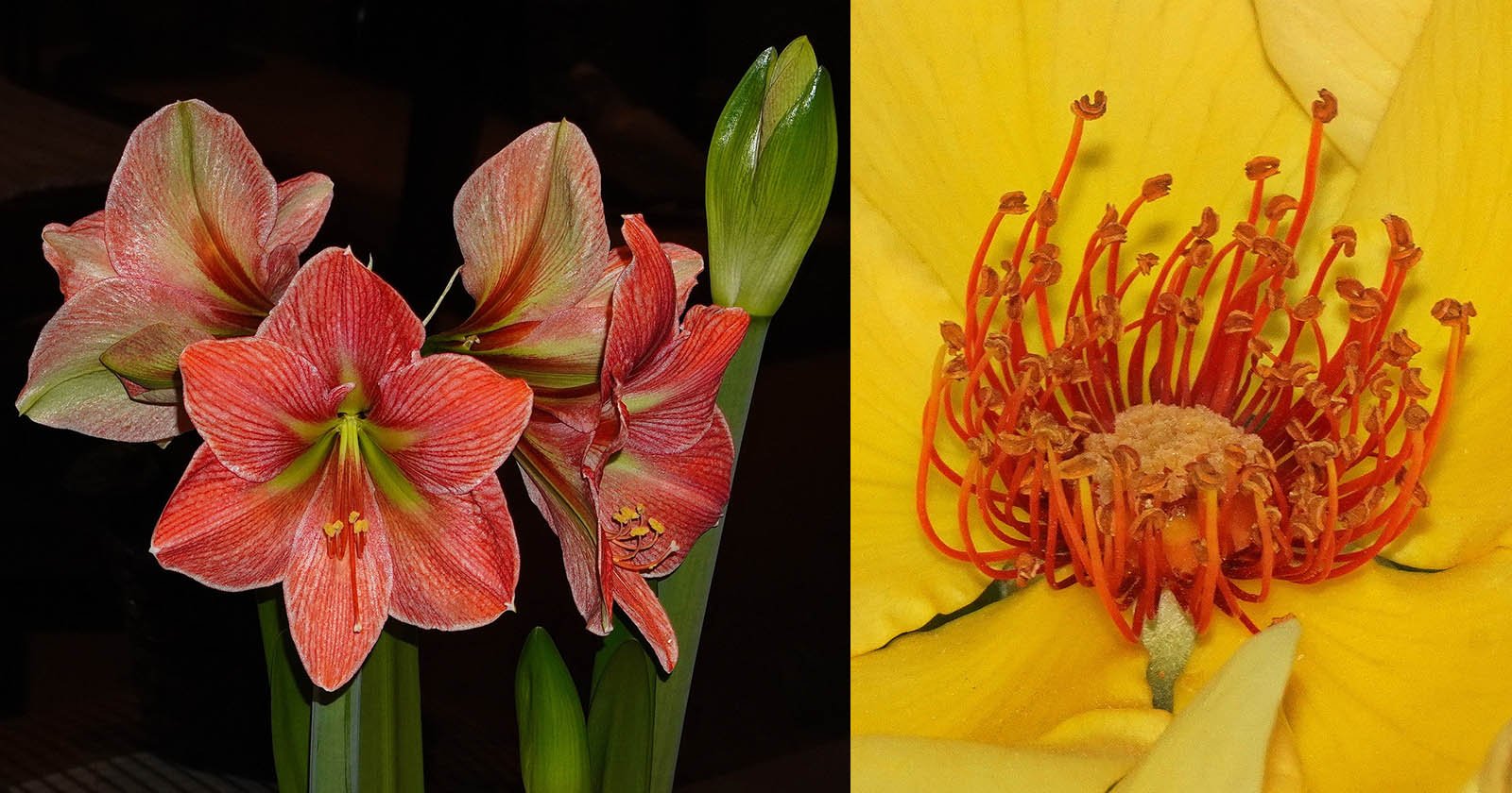 Grow Your Love of Flower Photography