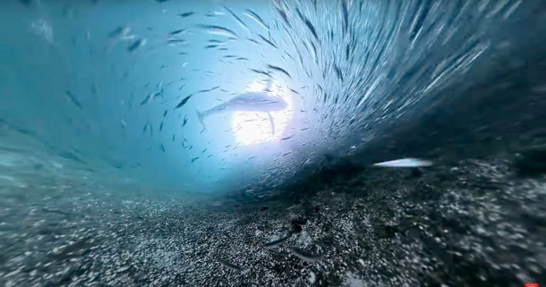 Diver Loses Camera to the Ocean – It Returns With Stunning Footage