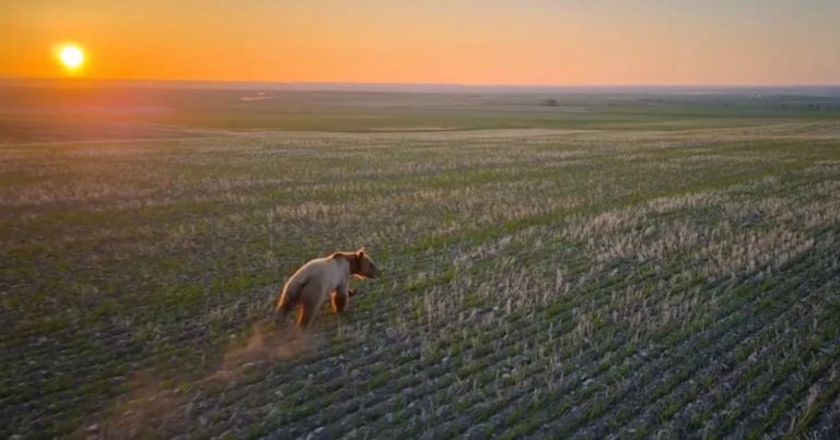 Drones are Being Used to Chase Grizzly Bears Away From Humans