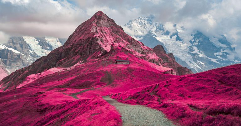 ‘Life in Another Light’ Contest Winners Show Otherworldly Beauty of Infrared Photography