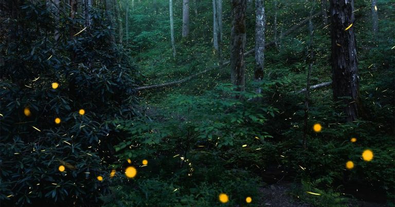 Hypnotic Fireflies Photo Wins OM System Photo Contest