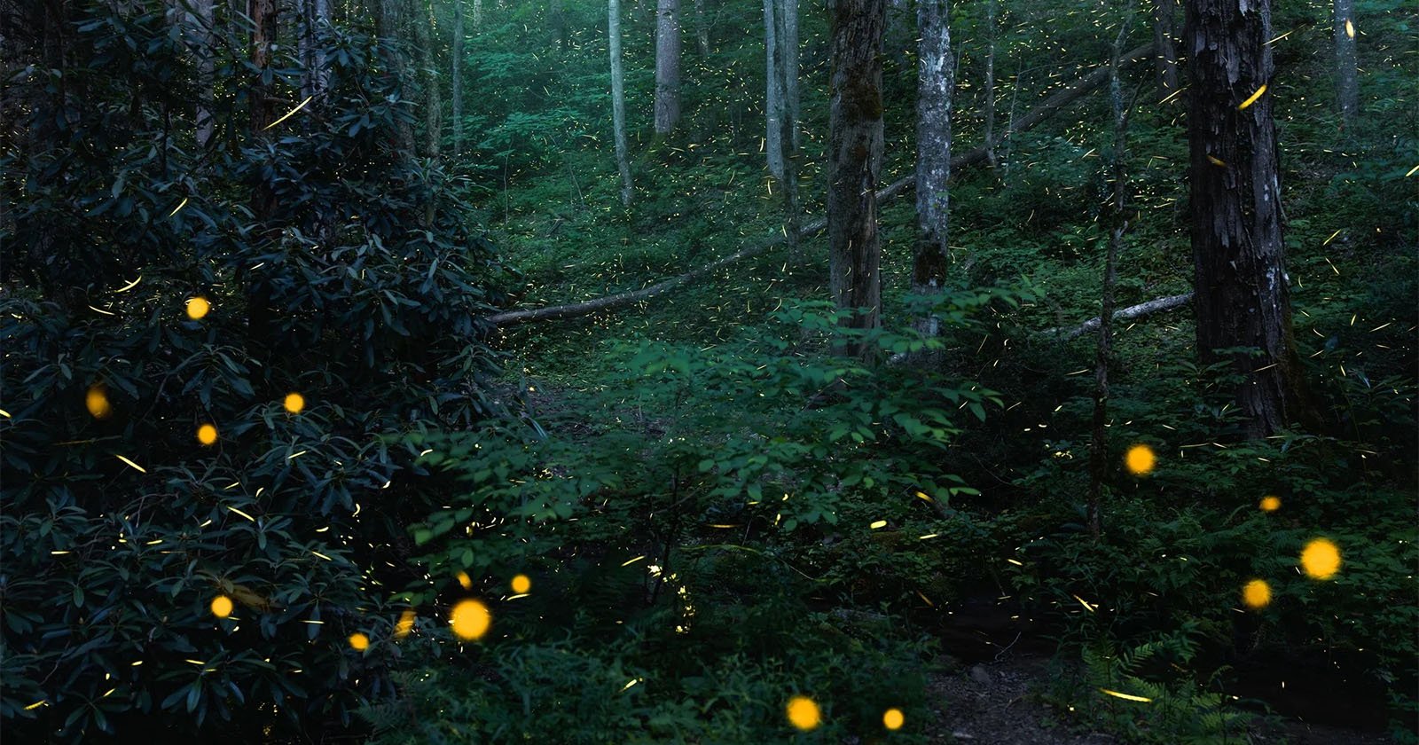 Hypnotic Fireflies Photo Wins OM System Photo Contest