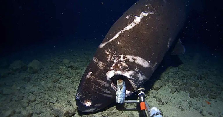 Sleeper Shark Tries to Eat Deep-Sea Camera