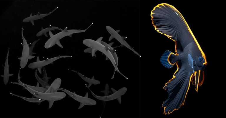 The 14 Fantastic Winners of the 2024 Ocean Art Underwater Photo Contest