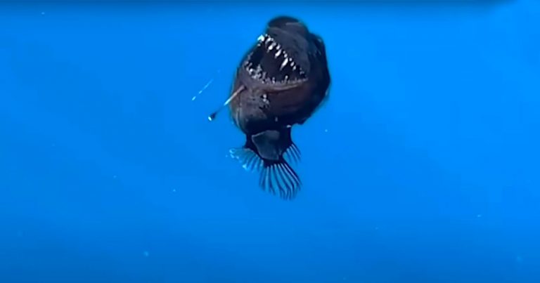 Ultra-Rare Footage of Black Seadevil Anglerfish Swimming Near Surface