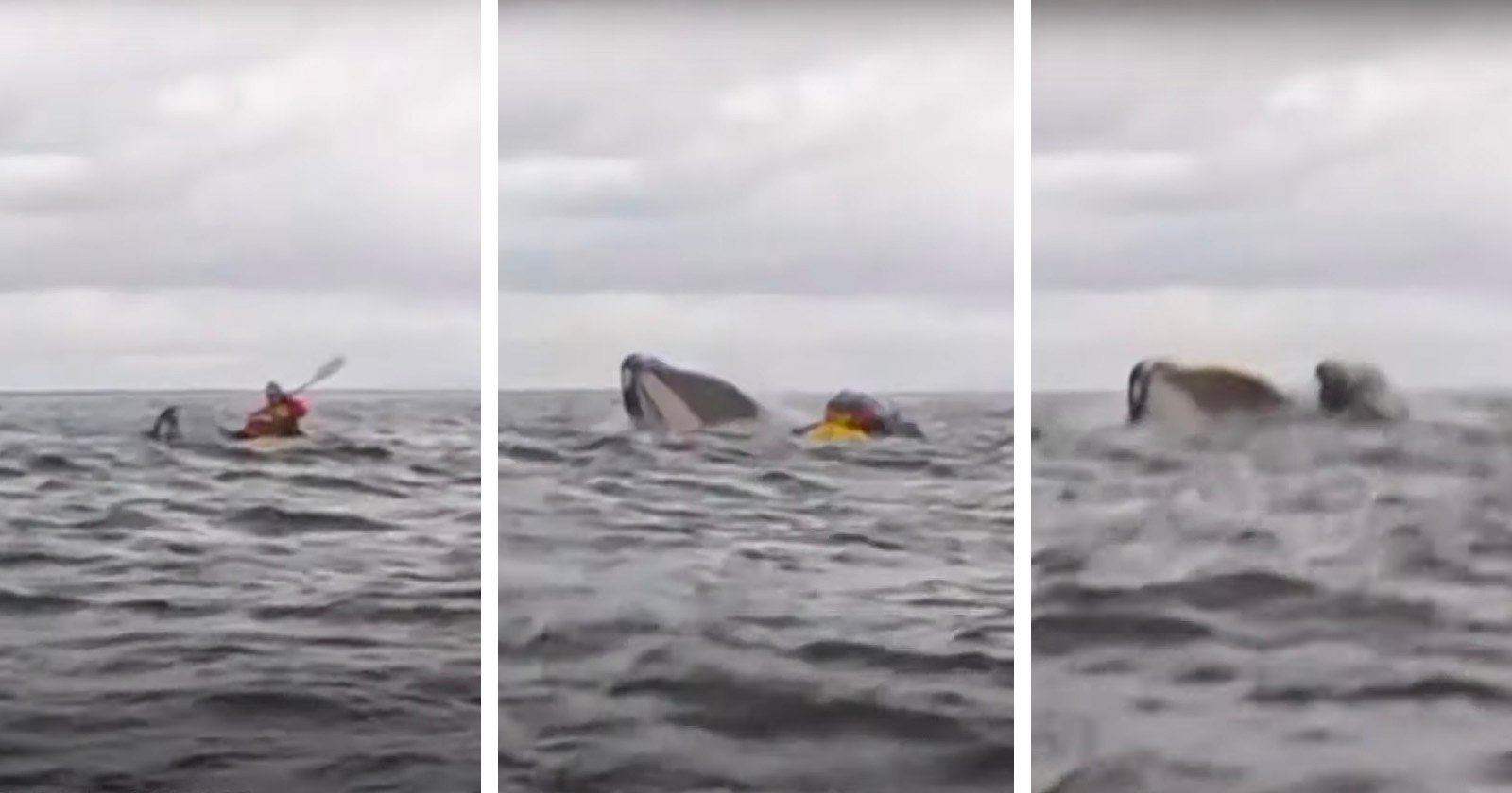 Viral Video Shows Humpback Whale Briefly Swallow Kayaker