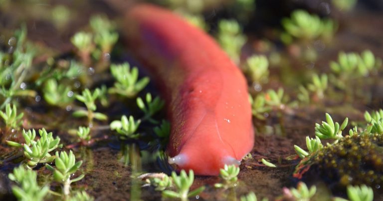 How a Unique Pink Slug on an Extinct Volcano Shows Photography’s Impact