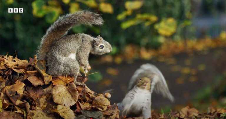 Robotic Squirrel Camera Catches Squirrels Stealing Acorns From Each Other