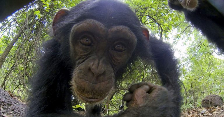 Chimpanzee Adopts Camera Disguised as a Tortoise