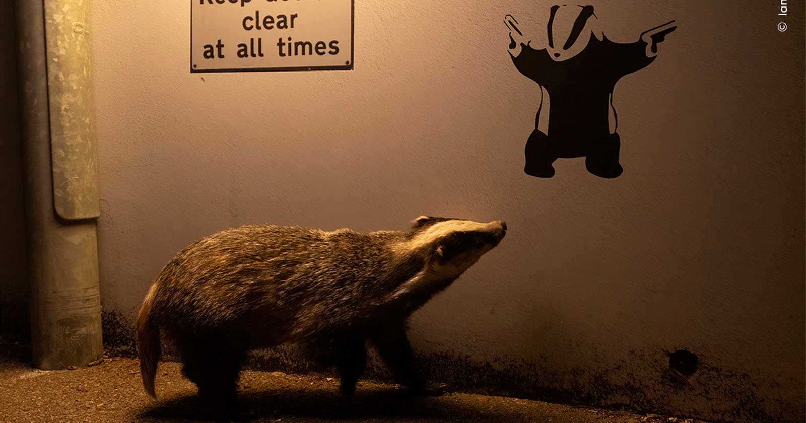 Badger Looking at Badger Wins Wildlife Photographer of the Year People’s Choice Award 2024