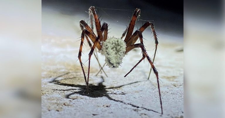 Scientists Photograph ‘Zombie’ Spiders Infected With Fungi