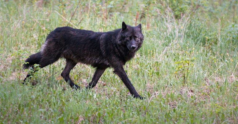 Pair of Rare Black Wolves Caught on Camera in Poland