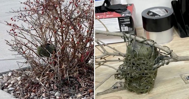 Colorado Locals Find Camouflaged Camera Used In Suspected Burglary Ring