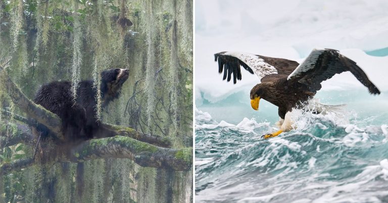 The Powerful Winning Photos From the Nature inFocus Awards 2024