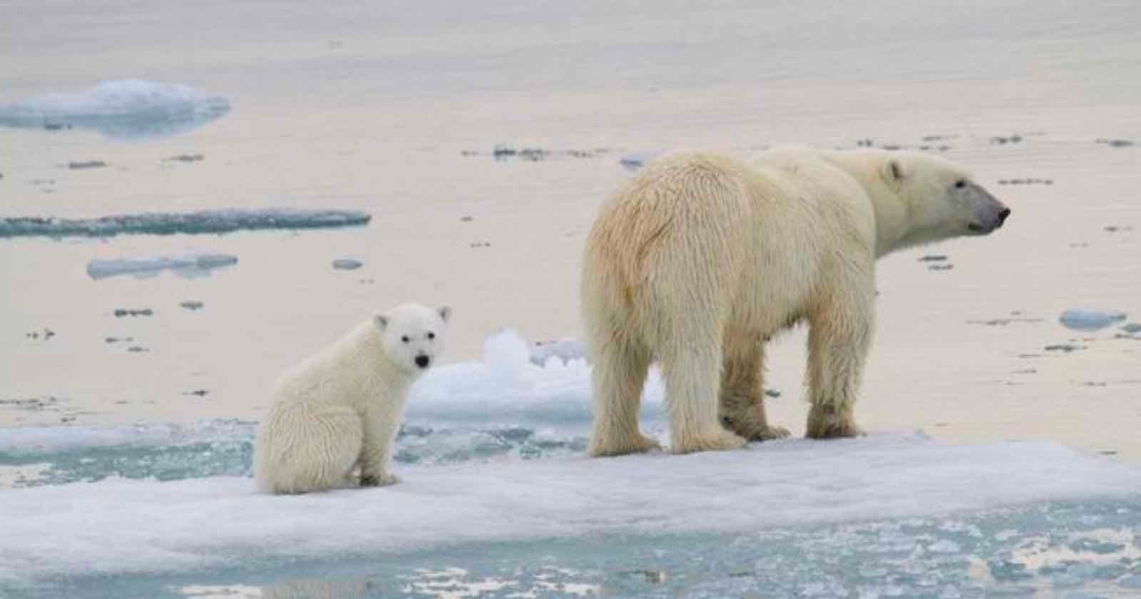 Scientists Use Remote Cameras to Capture Polar Bear Cubs Emerging From Dens