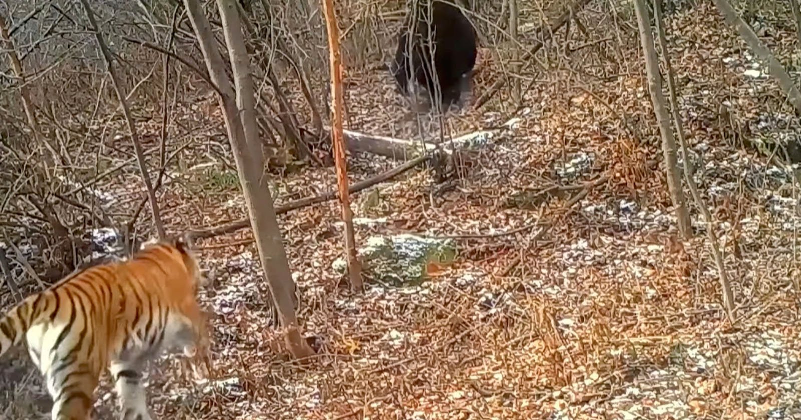 Scientists Share Chilling Footage of Siberian Tigers Hunting Bears