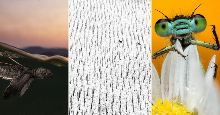 World Nature Photography Awards 2025 Winners Capture Nature’s Jaw-Dropping Beauty