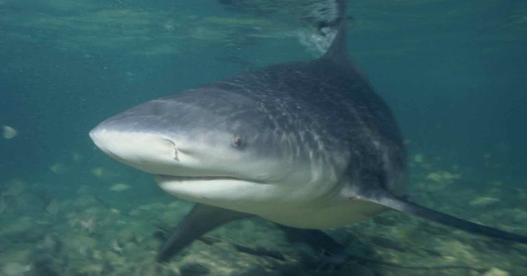 Woman Loses Both Hands After Trying to Take Selfie With Shark