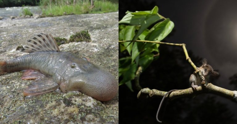 Scientists Photograph 27 Newly-Discovered Species Including ‘Blob-Headed Fish’