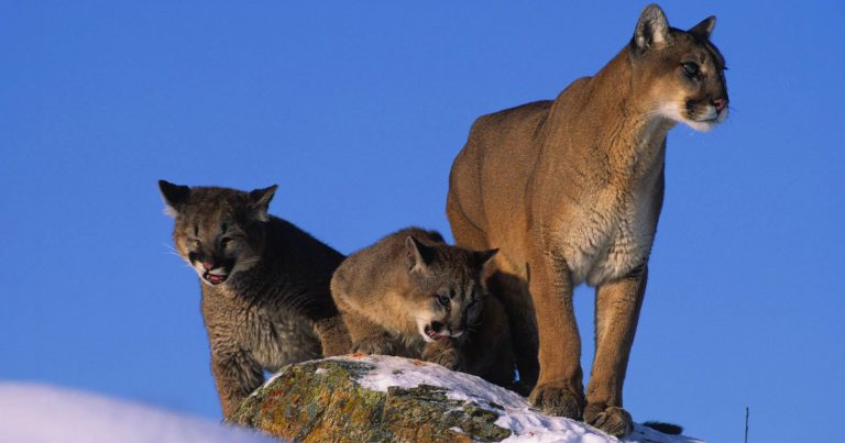 Wildlife Photographer Says Death of Mother Cougar Was Illegal