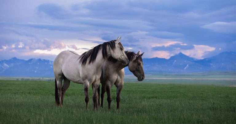 How Wild Horses Helped a Photographer Rediscover Her Voice