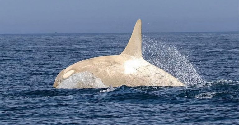 Photographer Captures Ultra-Rare White Orca Off the Coast of Japan