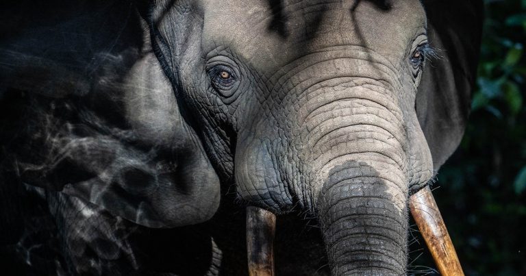 Photographing Forest Elephants in the Congo