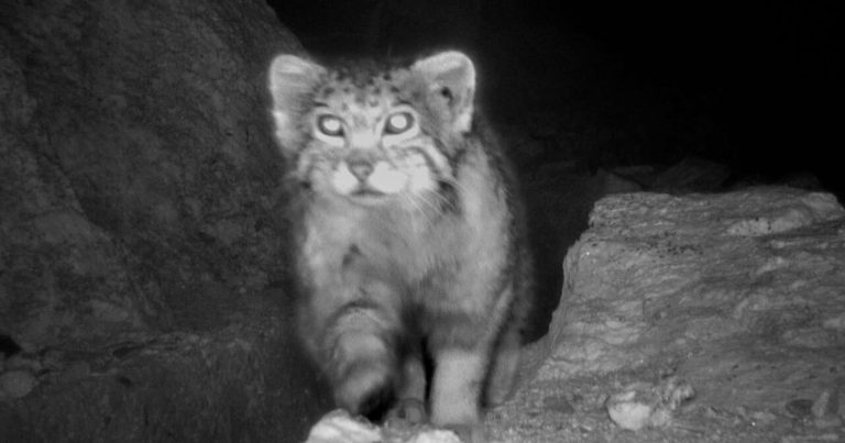 Trail Camera Captures Rare Images of World’s Most Elusive Cat