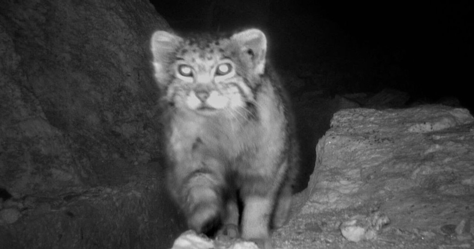 Trail Camera Captures Rare Images of World’s Most Elusive Cat