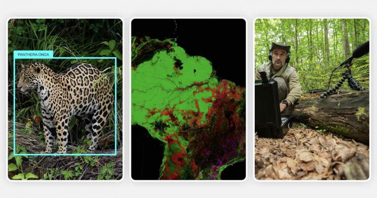 Google Releases AI Model to Identify Wildlife Species in Trail Camera Images