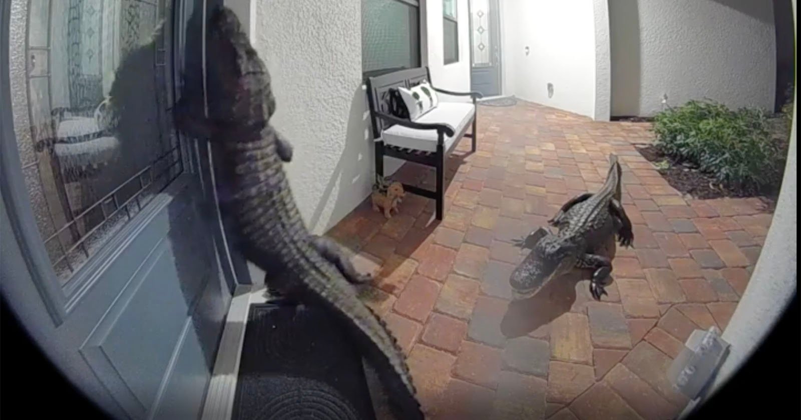 Doorbell Camera Catches Florida Gator Standing on Two Legs and Knocking on Door Doorbell Camera Catches Florida Gator Standing on Two Legs and Knocking on Door