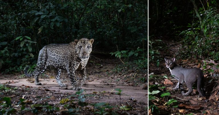 Photographer Places Camera Traps Deep in African Rainforest