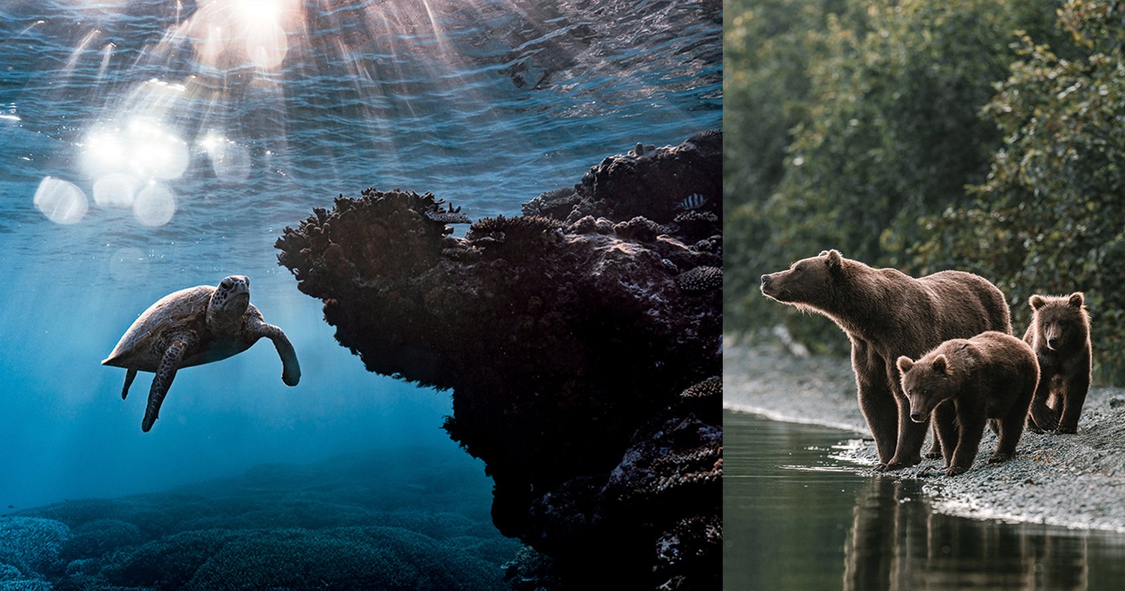 8 Pro Tips to Elevate Your Nature Photography Instantly 8 Pro Tips to Elevate Your Nature Photography Instantly