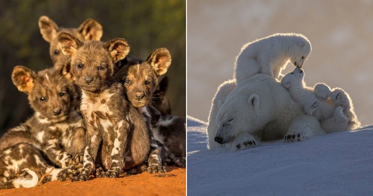 20 Award-Winning Photos From ’10 Years of Remembering Wildlife’