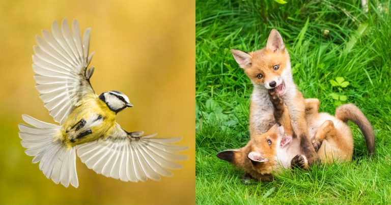 Photographer’s Incredible Nature Shots Were Mostly Taken in His Garden