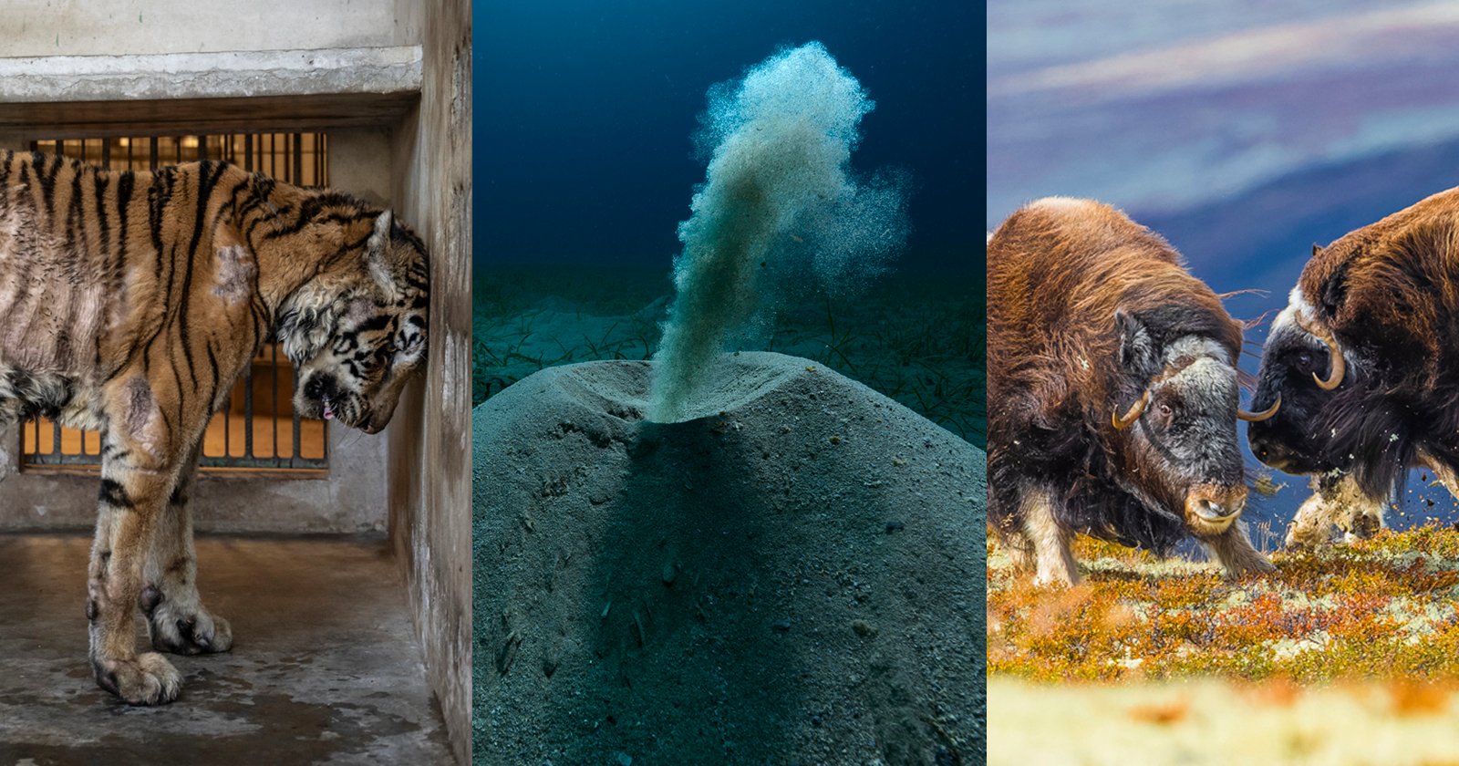 The 2025 Environmental Photography Awards Winners Show the Power of Photographers The 2025 Environmental Photography Awards Winners Show the Power of Photographers