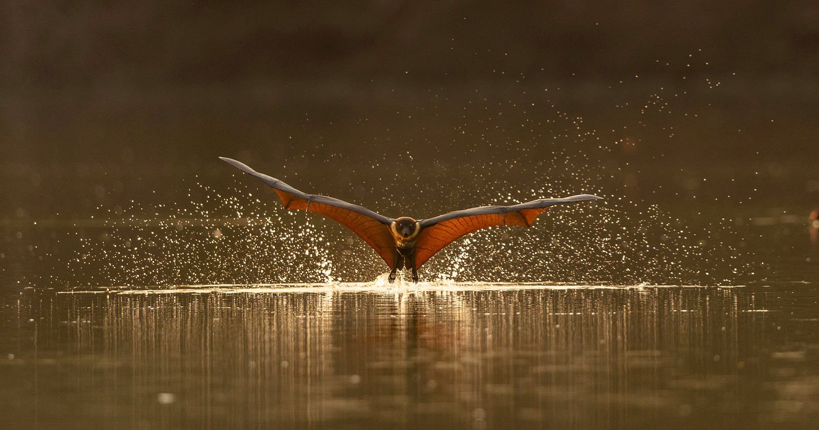 Photographer Captures Rare Photos of Flying Foxes Keeping Cool in Indian River Photographer Captures Rare Photos of Flying Foxes Keeping Cool in Indian River