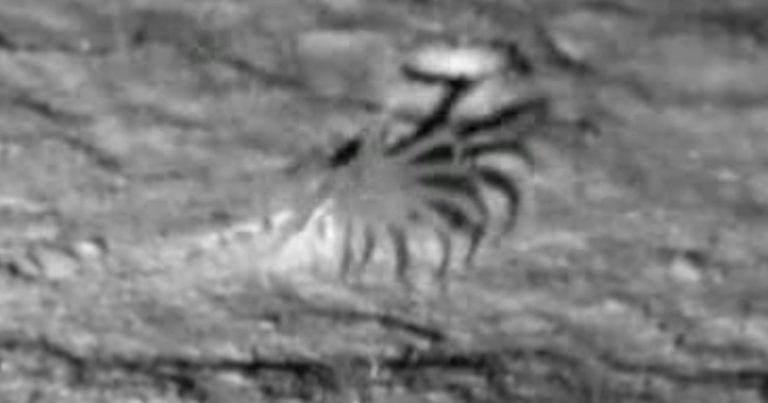 New Footage Shows Mysterious Deep-Sea Anemone 3 Miles Below the Surface