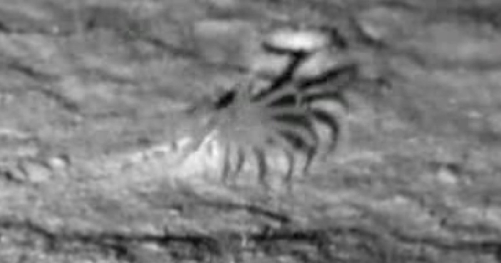 New Footage Shows Mysterious Deep-Sea Anemone 3 Miles Below the Surface New Footage Shows Mysterious Deep-Sea Anemone 3 Miles Below the Surface