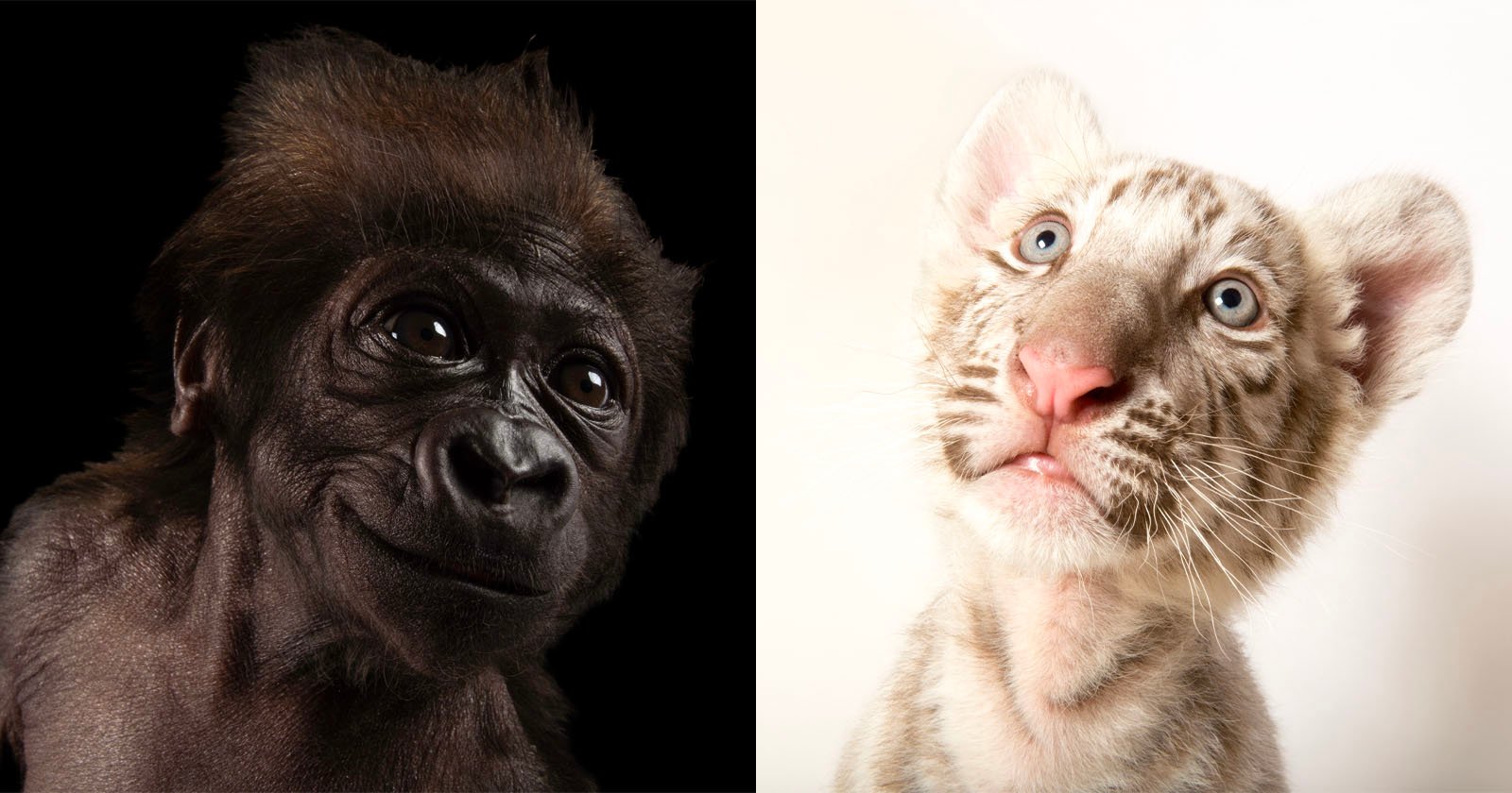 Photographer Captures Hundreds of Adorable Baby Animals Photographer Captures Hundreds of Adorable Baby Animals