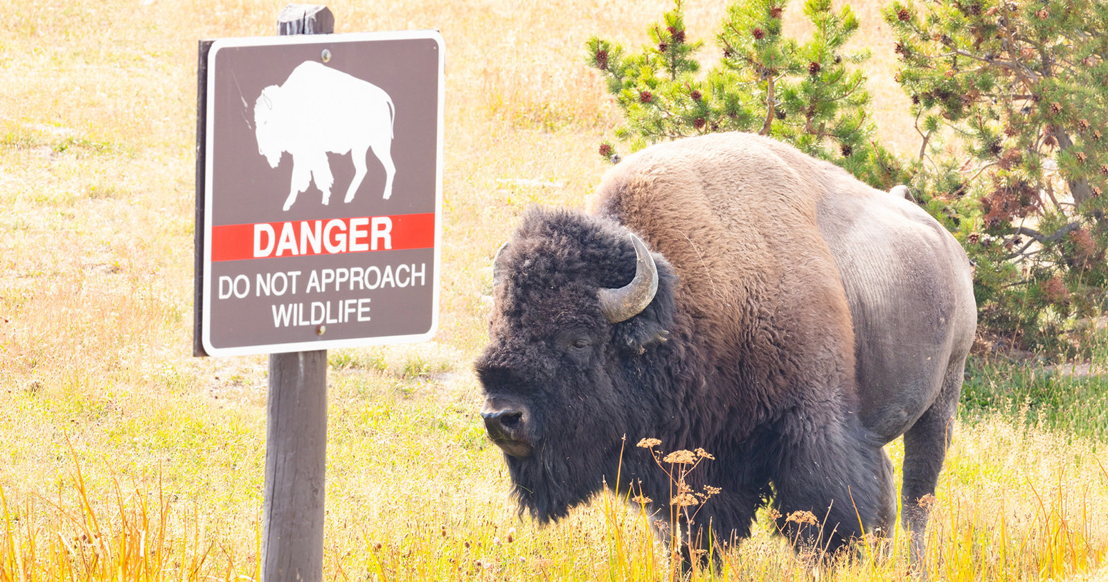 Another Yellowstone “Touron” Gored by Bison After Getting Too Close Another Yellowstone “Touron” Gored by Bison After Getting Too Close