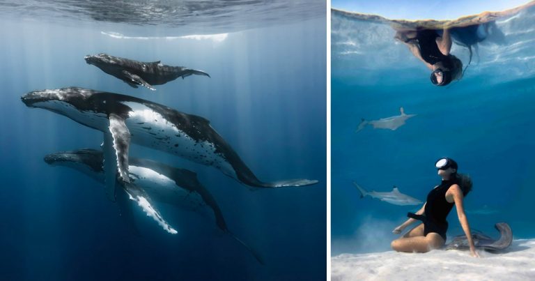 Conservationist Uses Beautiful Photography to Help Save the Oceans