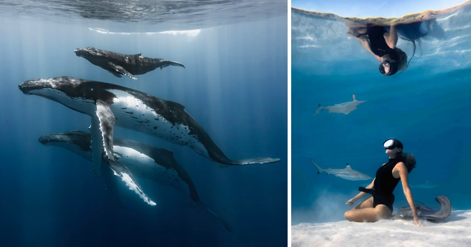 Conservationist Uses Beautiful Photography to Help Save the Oceans Conservationist Uses Beautiful Photography to Help Save the Oceans